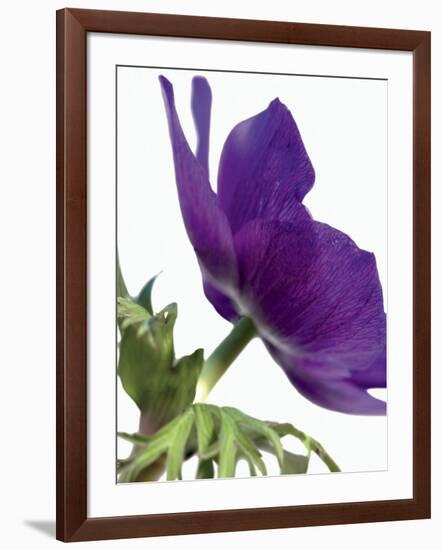 Floral Saturation III-Boyce Watt-Framed Art Print