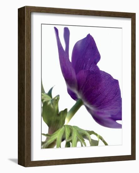 Floral Saturation III-Boyce Watt-Framed Art Print