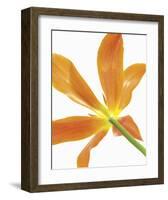 Floral Saturation IV-Boyce Watt-Framed Giclee Print