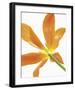 Floral Saturation IV-Boyce Watt-Framed Giclee Print