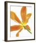 Floral Saturation IV-Boyce Watt-Framed Giclee Print