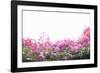 Floral Shrubs-Karyn Millet-Framed Photographic Print