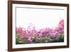 Floral Shrubs-Karyn Millet-Framed Photographic Print