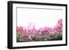 Floral Shrubs-Karyn Millet-Framed Photographic Print