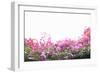 Floral Shrubs-Karyn Millet-Framed Photographic Print