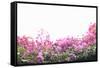 Floral Shrubs-Karyn Millet-Framed Stretched Canvas