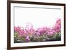 Floral Shrubs-Karyn Millet-Framed Photographic Print