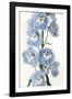 Floral Sissonne-Irene Suchocki-Framed Giclee Print