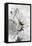 Floral Sketch I-Asia Jensen-Framed Stretched Canvas