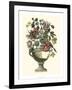 Floral Splendor II-Piranesi Giovanni-Framed Art Print