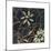 Floral Square I-Gail Altschuler-Mounted Giclee Print