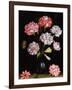 Floral Study: Carnations in a Vase-Balthasar van der Ast-Framed Giclee Print