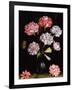 Floral Study: Carnations in a Vase-Balthasar van der Ast-Framed Giclee Print