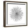 Floral Study - Trust-Alan Copson-Framed Giclee Print