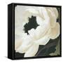 Floral Study-Kc Haxton-Framed Stretched Canvas