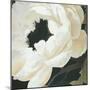 Floral Study-Kc Haxton-Mounted Art Print