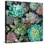 Floral Succulents v2 Crop-Danhui Nai-Stretched Canvas