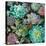 Floral Succulents v2 Crop-Danhui Nai-Stretched Canvas