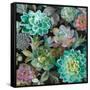 Floral Succulents v2 Crop-Danhui Nai-Framed Stretched Canvas