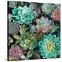 Floral Succulents v2 Crop-Danhui Nai-Stretched Canvas