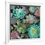 Floral Succulents v2 Crop-Danhui Nai-Framed Art Print