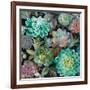 Floral Succulents v2 Crop-Danhui Nai-Framed Art Print