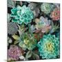 Floral Succulents v2 Crop-Danhui Nai-Mounted Art Print