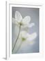Floral Sweep-Staffan Widstrand-Framed Giclee Print