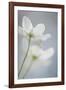 Floral Sweep-Staffan Widstrand-Framed Giclee Print