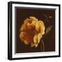 Floral Symposium II-Julianne Marcoux-Framed Art Print