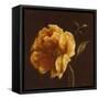 Floral Symposium II-Julianne Marcoux-Framed Stretched Canvas