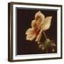 Floral Symposium IV-Julianne Marcoux-Framed Art Print