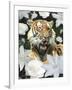 Floral Tiger-Diane Stimson-Framed Art Print