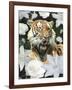 Floral Tiger-Diane Stimson-Framed Art Print