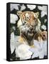 Floral Tiger-Diane Stimson-Framed Stretched Canvas