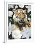 Floral Tiger-Diane Stimson-Framed Art Print