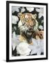 Floral Tiger-Diane Stimson-Framed Art Print