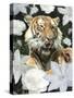 Floral Tiger-Diane Stimson-Stretched Canvas