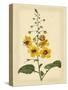 Floral Varieties I-Samuel Curtis-Stretched Canvas