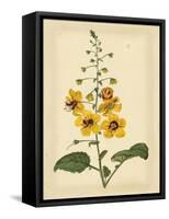 Floral Varieties I-Samuel Curtis-Framed Stretched Canvas