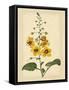 Floral Varieties I-Samuel Curtis-Framed Stretched Canvas