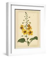 Floral Varieties I-Samuel Curtis-Framed Art Print