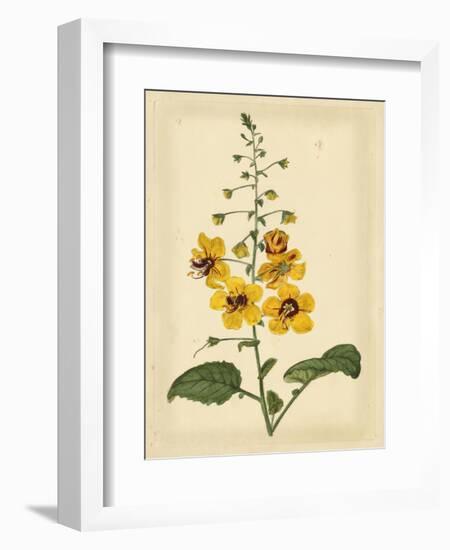 Floral Varieties I-Samuel Curtis-Framed Art Print