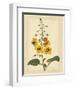 Floral Varieties I-Samuel Curtis-Framed Art Print