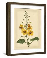 Floral Varieties I-Samuel Curtis-Framed Art Print