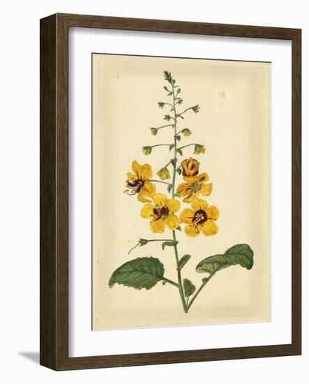 Floral Varieties I-Samuel Curtis-Framed Art Print