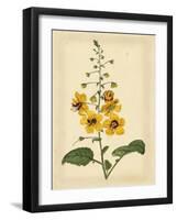 Floral Varieties I-Samuel Curtis-Framed Art Print