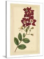 Floral Varieties II-Samuel Curtis-Stretched Canvas