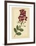 Floral Varieties II-Samuel Curtis-Framed Art Print