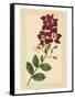 Floral Varieties II-Samuel Curtis-Framed Stretched Canvas